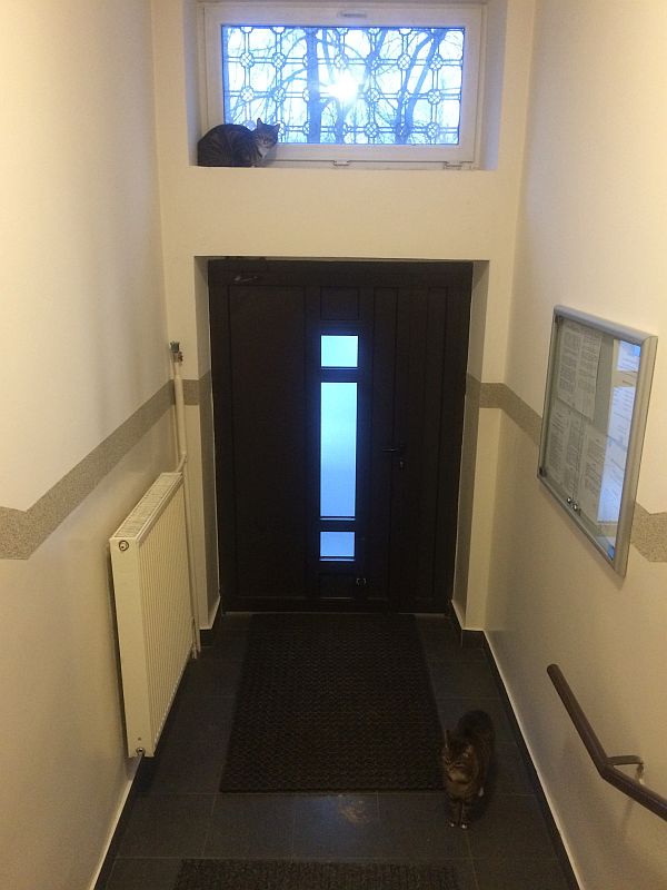 Pierwszy rok z psem Filipem