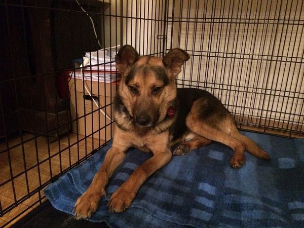 Pierwszy rok z psem Filipem