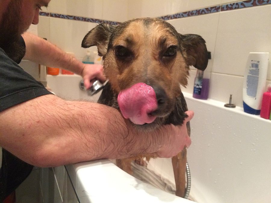 Pierwszy rok z psem –&nbsp;żyjemy!