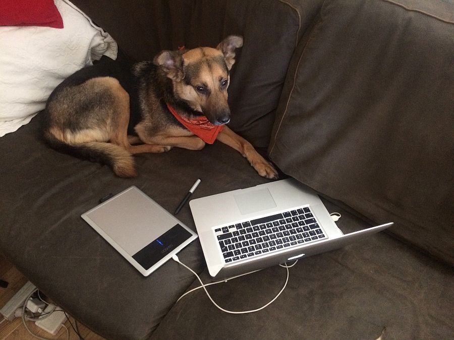 Mokotów – tu trwa piekło&nbsp;psów